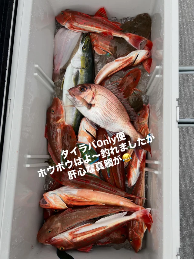 タイラバ便
今日はレンタルタックル7本でほとんどの方が🔰様です😂
台風前ですが☔️波でも出たいと言う事でアネロンを夜、朝と飲んで下さいね‼️と伝え皆さま飲んできたようですがやはり半数以上の方がダウン😭2〜3名様は朝から何もできずダウンでした😭
タイラバOnlyでしたので朝は浅場からレクチャーしながらスタート⤴️しかし釣れるのはホウボウにガンゾウばかりです‼️
大ハマチ、ツバスもゲットしましたのでジグがあればもっと釣れたかな⁉️一応、竿出してる方は全員安打したのでアジ狙いますか⁉️と聞きましたが外海は波が高かったのでアジ狙いもパスしたいと言う事で内湾に入って再度、真鯛狙い⤴️40cm以上は1枚のみ後は手のひらサイズが3匹にまたまたホウボウで真鯛はダメでしたね😂
本日は土砂降りもありウネリも入りお疲れ様でした🙇‍♀️
明日は台風が通過しますのでお休みします🙇‍♀️
ホームページ
https://bubbles-fish.com/
#タイラバ
#ジギング
#遊漁船
#大井漁港出船
また天候の良い日にリベンジお願いします🙇‍♀️
