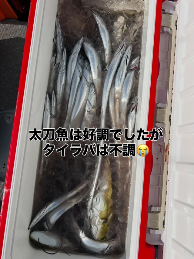 ジギングタイラバ便
今日は🔰様を含めたチャーター便でした🤪
朝は鳥山からスタートしましたが口使ってもらえません😭
太刀魚は好調でしたね🤪
トモの方は入れ食いでしたがデカ太刀の顔は見れませんでした😭
🔰様もレクチャーしながらなんとか釣ってましたがやはり右手と左手を違う動きさせるのは難しいですね😭
太刀魚はもういらないと言う事でタイラバへ行きましたが30cm真鯛に手のひらサイズ真鯛２枚あとはサバフグ多数にガンゾウ、ホウボウで終了でした😭
本日はありがとうございました🙇‍♀️
またよろしくお願いします🙇
#ジギング
#タイラバ
#キャスティング
#遊漁船
#大井漁港出船